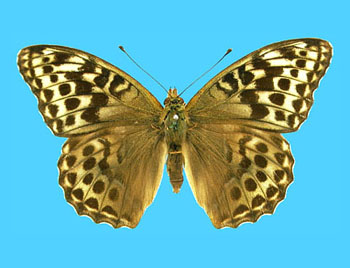 Argynnis paphia female (aberrant form valezina, Castle Russell, 7-10-1921) (Internet Image property of respective owner, non-commercial use only)